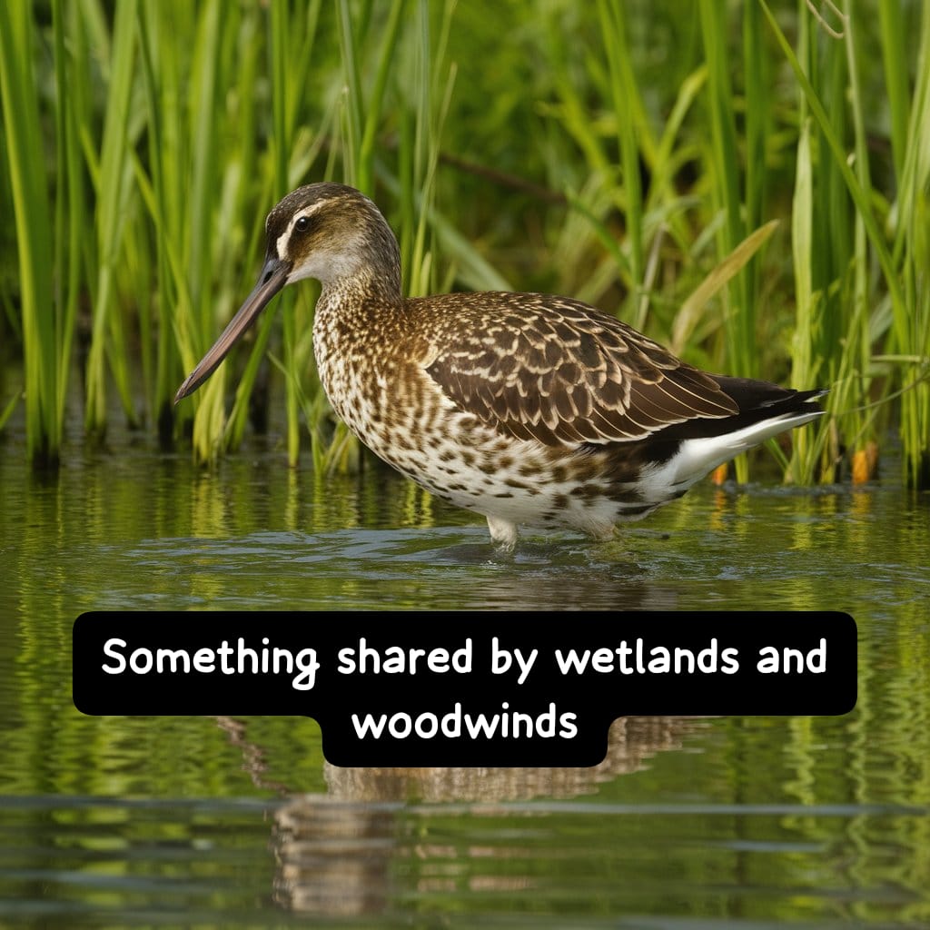 Something Shared by Wetlands and Woodwinds